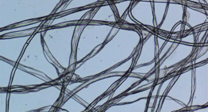 显微镜摄像头MC50在纤维检测中的应用