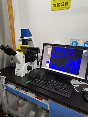 明美倒置荧光显微镜助力细胞药物类生物公司细胞爬片观察