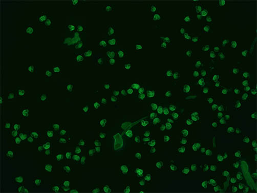 明美倒置荧光显微镜助力丸美集团细胞培养观察