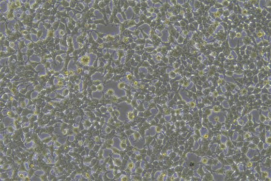 明美倒置显微镜：用于活细胞观察