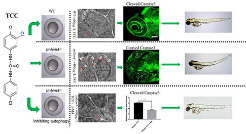 明美荧光显微镜助力三氯卡班对斑马鱼胚胎影响的研究