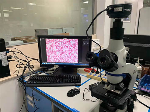 【显微镜相机】如何用电脑保存光学显微镜目镜下的细胞图