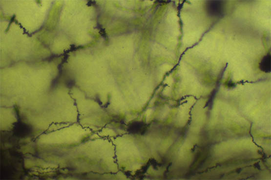 明美生物显微镜助力华南师范大学小鼠神经元观察