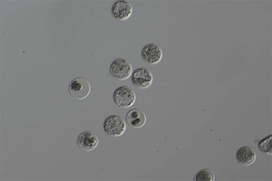 明美科学研究的显微镜相机拍摄活体胚胎