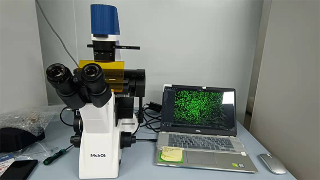 明美荧光显微镜助力广西大学医学院免疫荧光观察