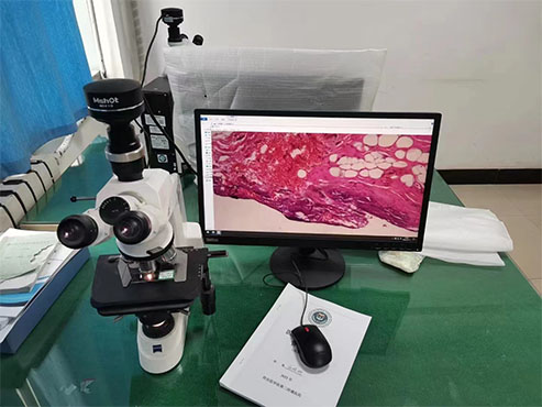 明美显微镜相机助力西安交通大学医学院病理学研究
