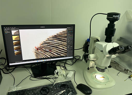 明美体视显微镜用于鱼苗生长状态观察