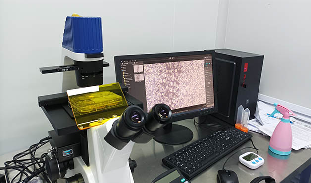 明美倒置荧光显微镜用于细胞划痕实验