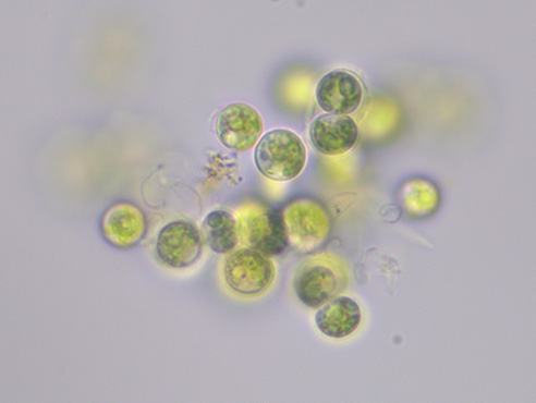 显微镜下的绿藻长什么样？